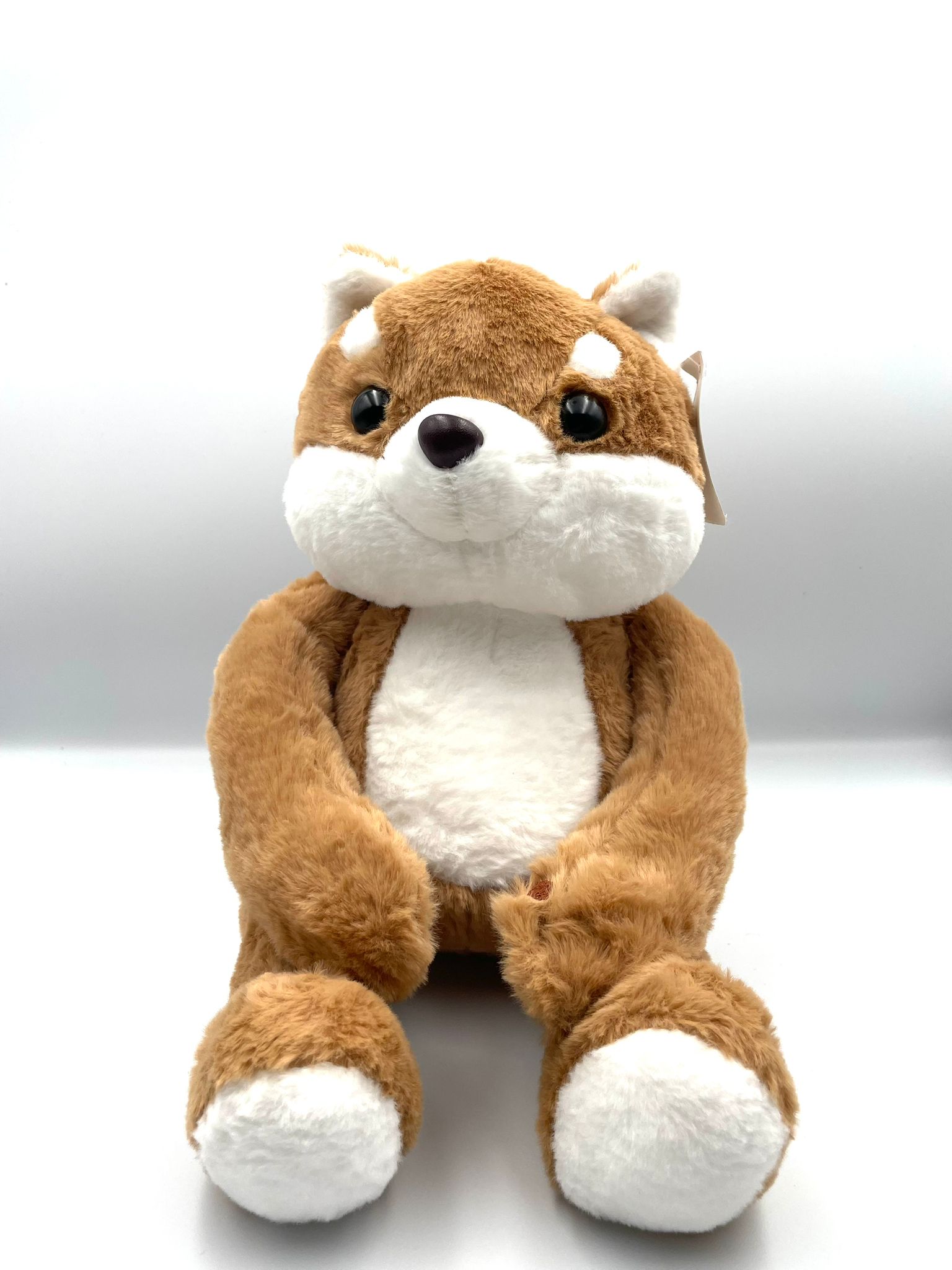 shiba